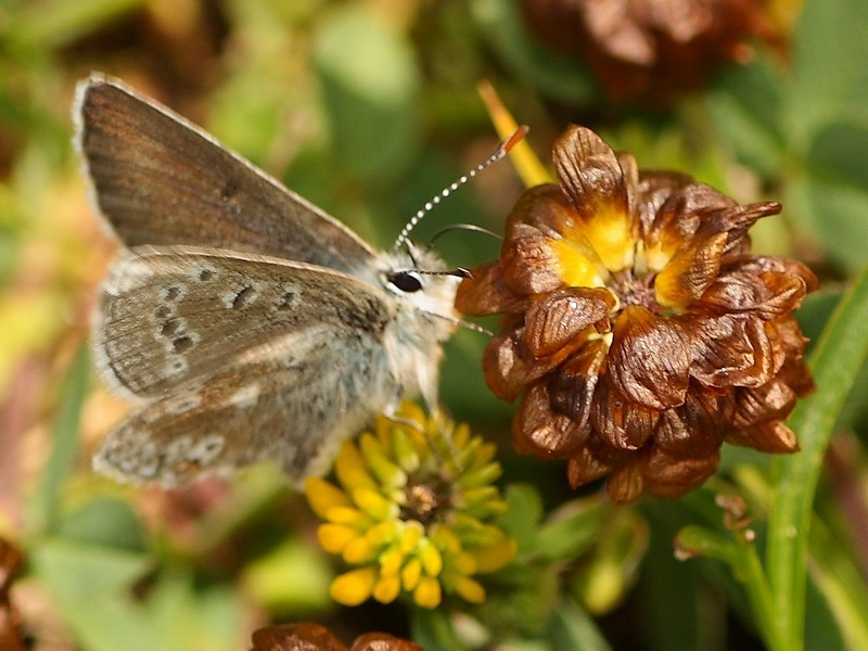 Plebejus (agriades) glandon